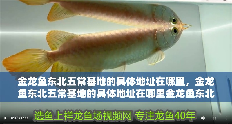 金龍魚東北五常基地的具體地址在哪里，金龍魚東北五?；氐木唧w地址在哪里金龍魚東北五?；鼐唧w地址