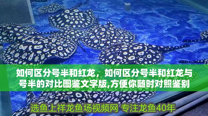如何區分號半和紅龍，如何區分號半和紅龍與號半的對比圖鑒文字版,方便你隨時對照鑒別