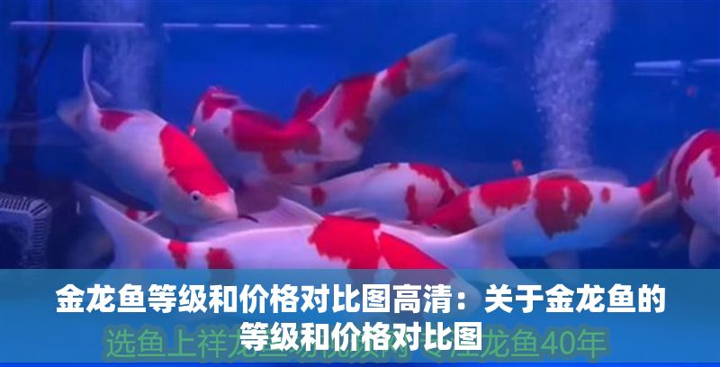 金龍魚等級和價格對比圖高清：關于金龍魚的等級和價格對比圖