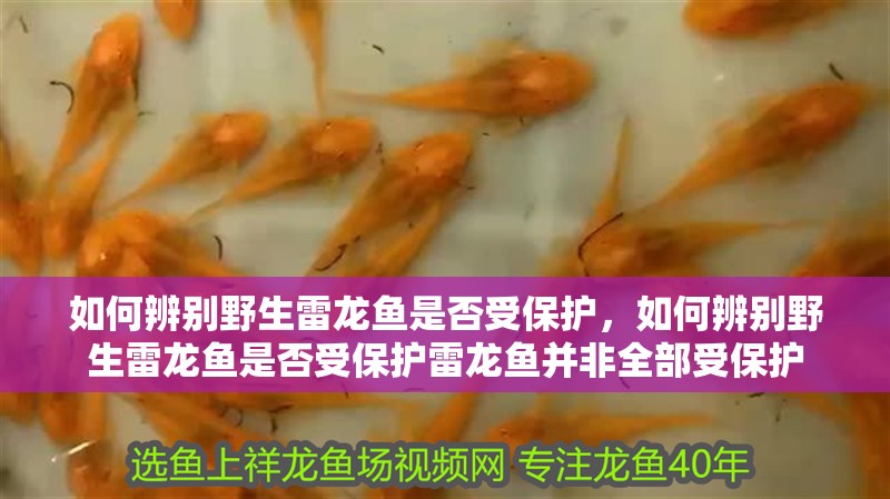如何辨別野生雷龍魚是否受保護，如何辨別野生雷龍魚是否受保護雷龍魚并非全部受保護
