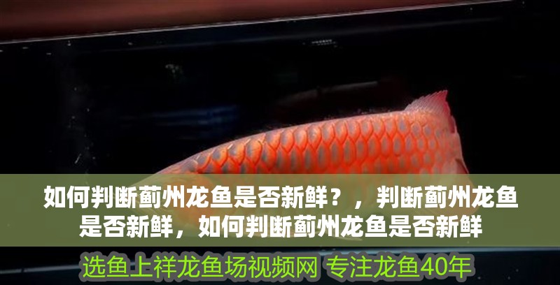 如何判斷薊州龍魚是否新鮮？，判斷薊州龍魚是否新鮮，如何判斷薊州龍魚是否新鮮