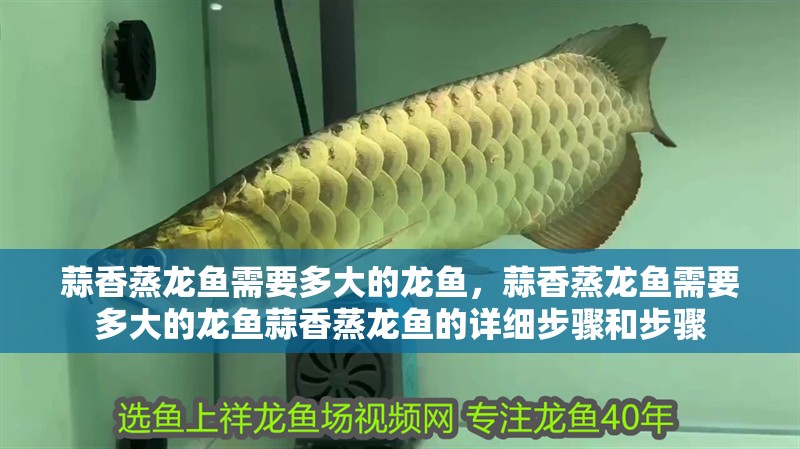 蒜香蒸龍魚需要多大的龍魚，蒜香蒸龍魚需要多大的龍魚蒜香蒸龍魚的詳細步驟和步驟