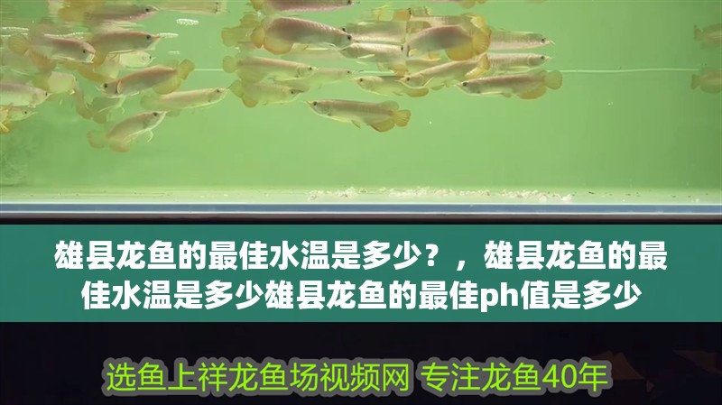 雄縣龍魚的最佳水溫是多少？，雄縣龍魚的最佳水溫是多少雄縣龍魚的最佳ph值是多少