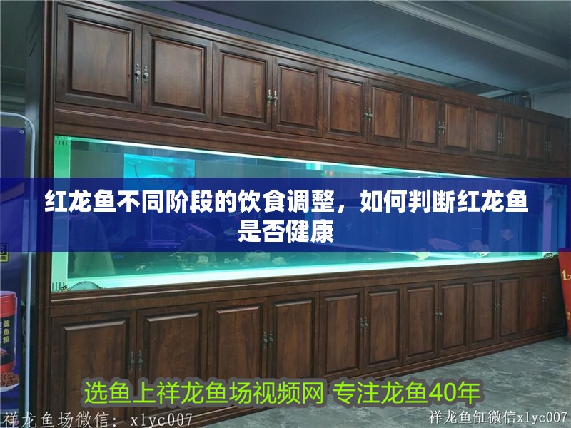 紅龍魚(yú)不同階段的飲食調(diào)整，如何判斷紅龍魚(yú)是否健康