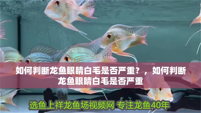 如何判斷龍魚眼睛白毛是否嚴重？，如何判斷龍魚眼睛白毛是否嚴重