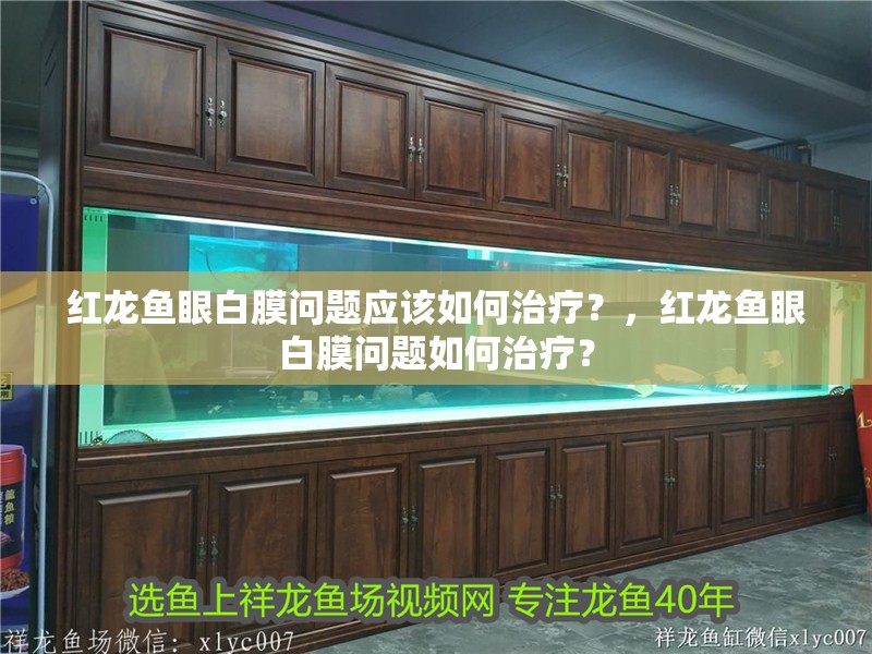 紅龍魚眼白膜問題應該如何治療？，紅龍魚眼白膜問題如何治療？ 紅龍魚眼白膜問題應該如何治療？，紅龍魚眼白膜問題如何治療？ 龍魚百科