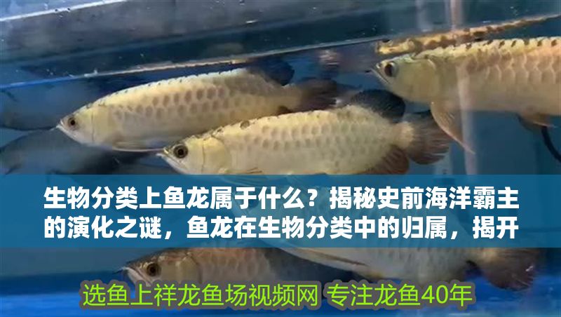 生物分類上魚龍屬于什么？揭秘史前海洋霸主的演化之謎，魚龍在生物分類中的歸屬，揭開史前海洋霸主的演化之謎