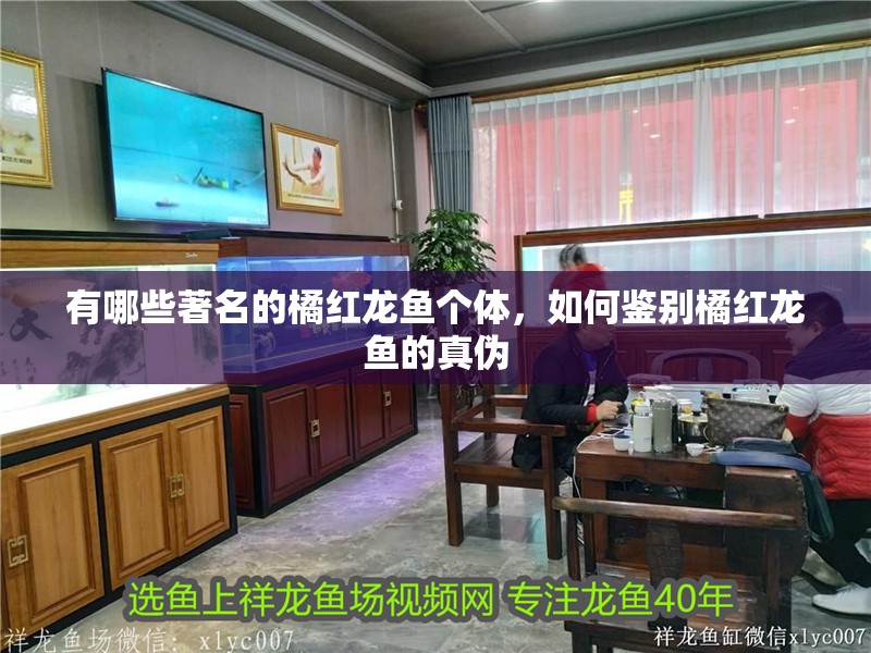 有哪些著名的橘紅龍魚個體，如何鑒別橘紅龍魚的真偽