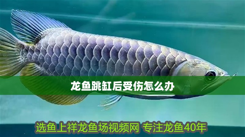 龍魚(yú)跳缸后受傷怎么辦