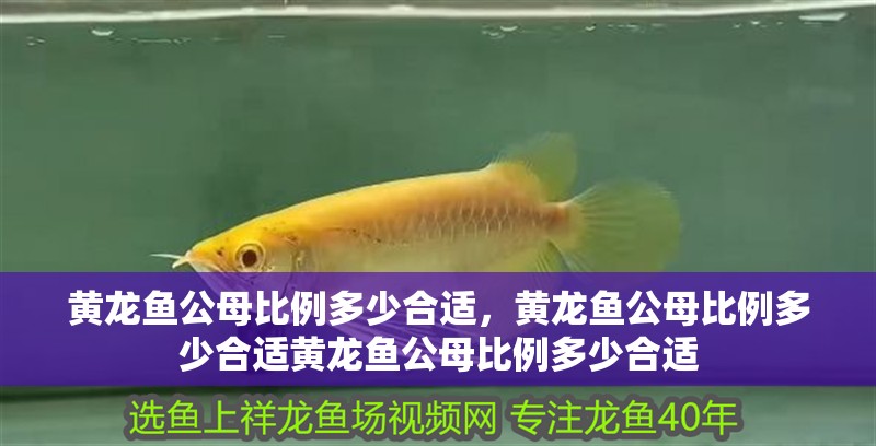 黃龍魚公母比例多少合適，黃龍魚公母比例多少合適黃龍魚公母比例多少合適