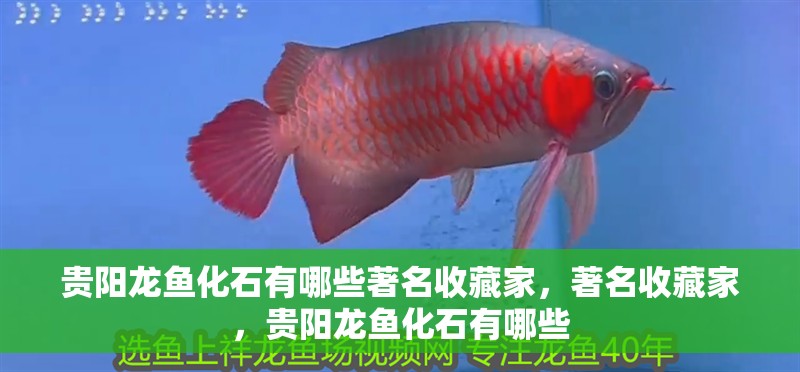 貴陽龍魚化石有哪些著名收藏家，著名收藏家，貴陽龍魚化石有哪些 貴陽龍魚化石有哪些著名收藏家，著名收藏家，貴陽龍魚化石有哪些 龍魚百科