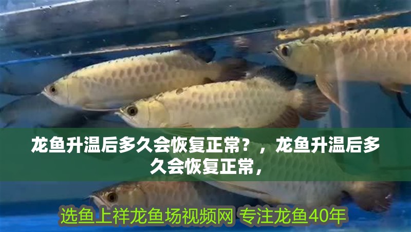 龍魚(yú)升溫后多久會(huì)恢復(fù)正常？，龍魚(yú)升溫后多久會(huì)恢復(fù)正常，