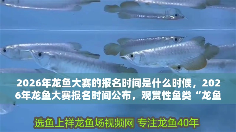 2026年龍魚大賽的報名時間是什么時候，2026年龍魚大賽報名時間公布，觀賞性魚類“龍魚”無關