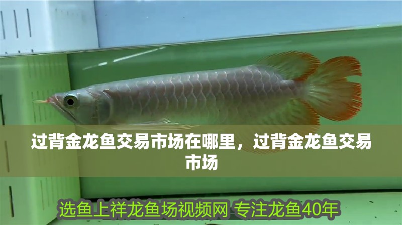 過(guò)背金龍魚交易市場(chǎng)在哪里，過(guò)背金龍魚交易市場(chǎng)