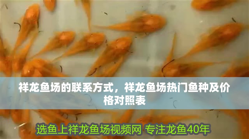祥龍魚場的聯系方式，祥龍魚場熱門魚種及價格對照表