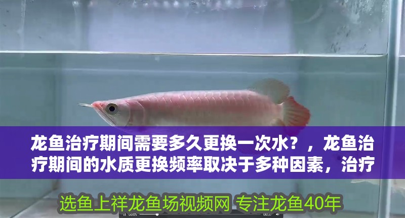 龍魚治療期間需要多久更換一次水？，龍魚治療期間的水質(zhì)更換頻率取決于多種因素，治療期間水質(zhì)更換頻率 龍魚治療期間需要多久更換一次水？，龍魚治療期間的水質(zhì)更換頻率取決于多種因素，治療期間水質(zhì)更換頻率 龍魚百科