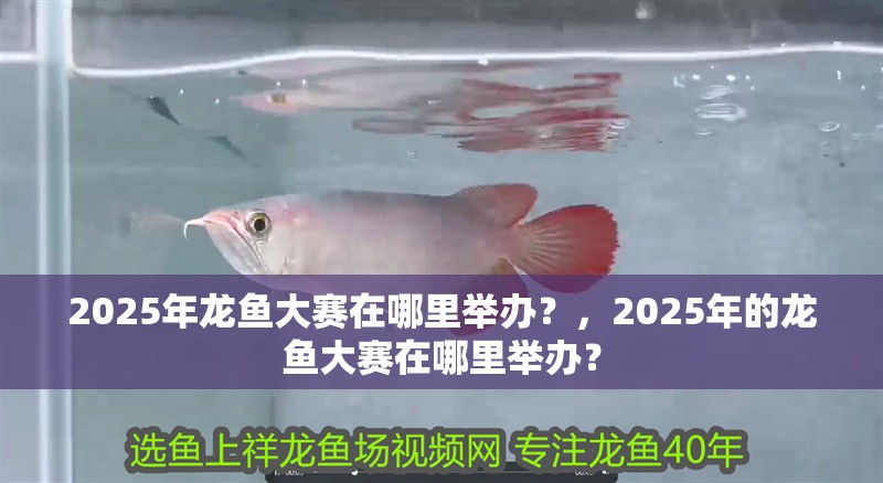2025年龍魚大賽在哪里舉辦？，2025年的龍魚大賽在哪里舉辦？