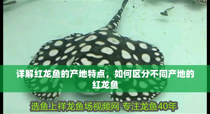 詳解紅龍魚的產地特點，如何區分不同產地的紅龍魚 詳解紅龍魚的產地特點，如何區分不同產地的紅龍魚 龍魚百科