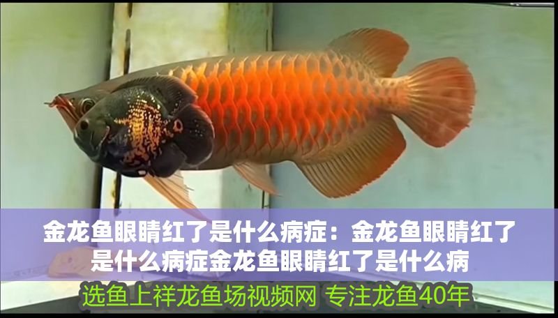 金龍魚眼睛紅了是什么病癥：金龍魚眼睛紅了是什么病癥金龍魚眼睛紅了是什么病
