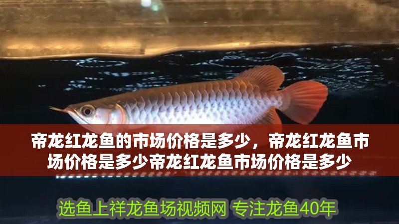 帝龍紅龍魚的市場價(jià)格是多少，帝龍紅龍魚市場價(jià)格是多少帝龍紅龍魚市場價(jià)格是多少