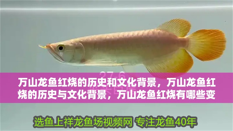 萬山龍魚紅燒的歷史和文化背景，萬山龍魚紅燒的歷史與文化背景，萬山龍魚紅燒有哪些變種做法？