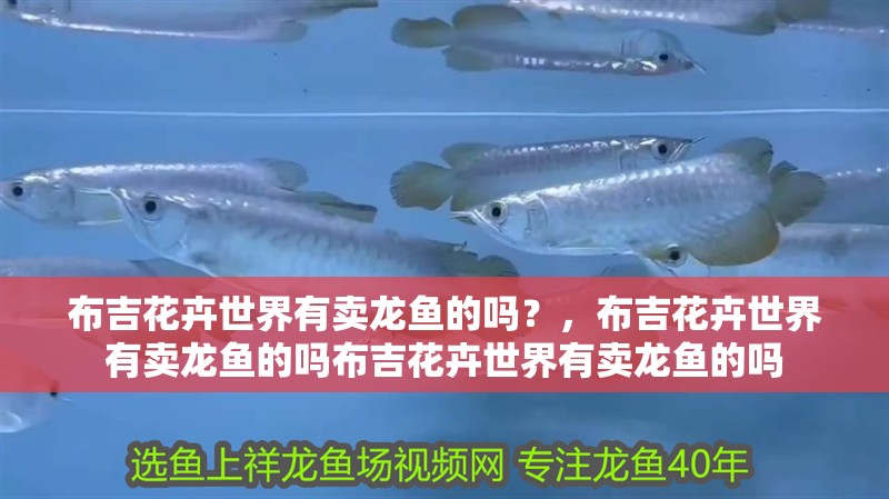 布吉花卉世界有賣龍魚的嗎？，布吉花卉世界有賣龍魚的嗎布吉花卉世界有賣龍魚的嗎 布吉花卉世界有賣龍魚的嗎？，布吉花卉世界有賣龍魚的嗎布吉花卉世界有賣龍魚的嗎 龍魚百科