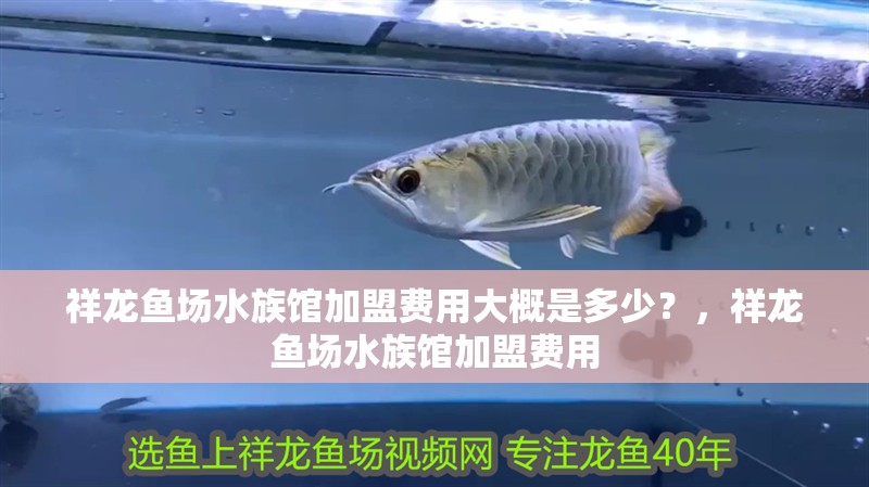 祥龍魚場水族館加盟費用大概是多少？，祥龍魚場水族館加盟費用