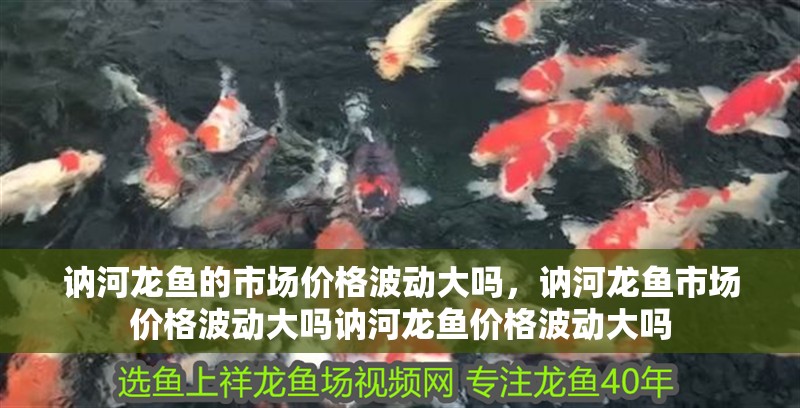 訥河龍魚的市場價格波動大嗎，訥河龍魚市場價格波動大嗎訥河龍魚價格波動大嗎