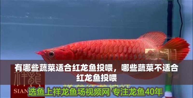 有哪些蔬菜適合紅龍魚投喂，哪些蔬菜不適合紅龍魚投喂 有哪些蔬菜適合紅龍魚投喂，哪些蔬菜不適合紅龍魚投喂 龍魚百科