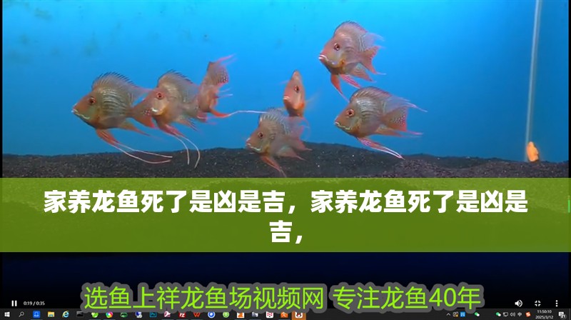 家養龍魚死了是兇是吉，家養龍魚死了是兇是吉，