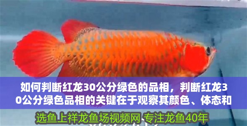 如何判斷紅龍30公分綠色的品相，判斷紅龍30公分綠色品相的關鍵在于觀察其顏色、體態和健康狀況