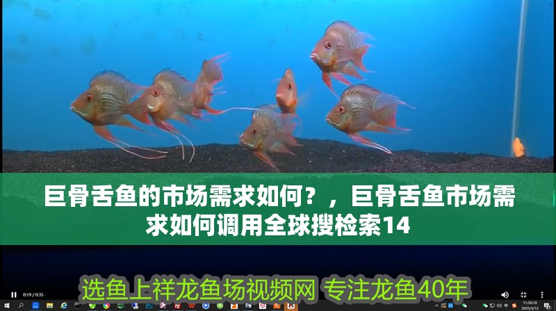 巨骨舌魚的市場需求如何？，巨骨舌魚市場需求如何調用全球搜檢索14 巨骨舌魚的市場需求如何？，巨骨舌魚市場需求如何調用全球搜檢索14 龍魚百科