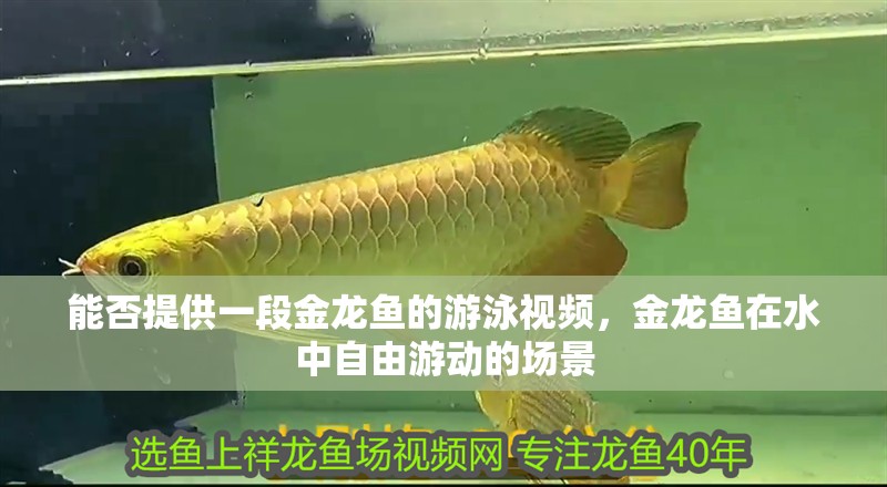 能否提供一段金龍魚(yú)的游泳視頻，金龍魚(yú)在水中自由游動(dòng)的場(chǎng)景