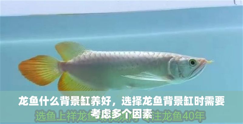 龍魚什么背景缸養好，選擇龍魚背景缸時需要考慮多個因素