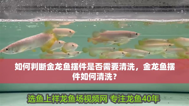 如何判斷金龍魚擺件是否需要清洗，金龍魚擺件如何清洗？