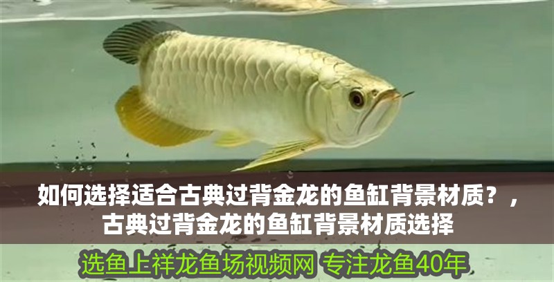 如何選擇適合古典過背金龍的魚缸背景材質？，古典過背金龍的魚缸背景材質選擇