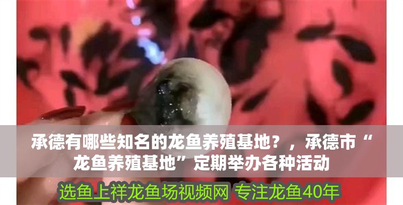 承德有哪些知名的龍魚養殖基地？，承德市“龍魚養殖基地”定期舉辦各種活動