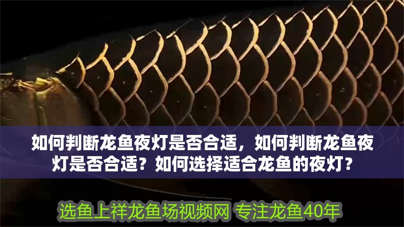 如何判斷龍魚夜燈是否合適，如何判斷龍魚夜燈是否合適？如何選擇適合龍魚的夜燈？