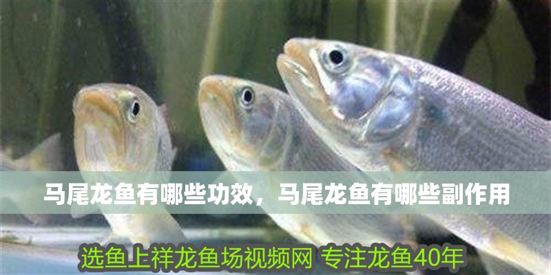 馬尾龍魚有哪些功效，馬尾龍魚有哪些副作用