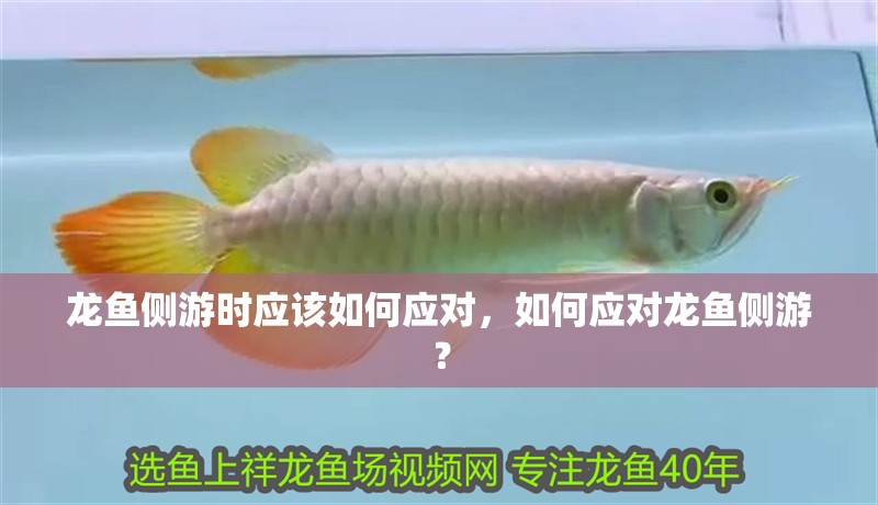 龍魚側游時應該如何應對，如何應對龍魚側游？