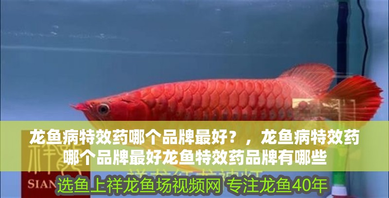 龍魚病特效藥哪個品牌最好？，龍魚病特效藥哪個品牌最好龍魚特效藥品牌有哪些