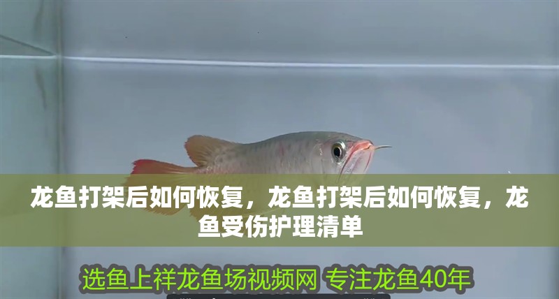 龍魚打架后如何恢復，龍魚打架后如何恢復，龍魚受傷護理清單