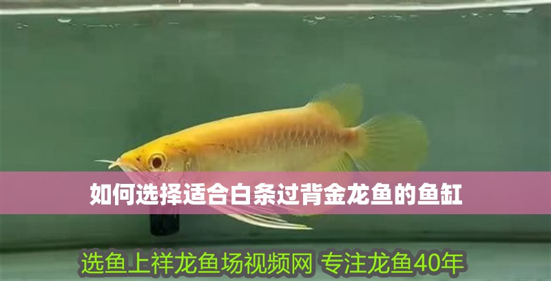 如何選擇適合白條過背金龍魚的魚缸