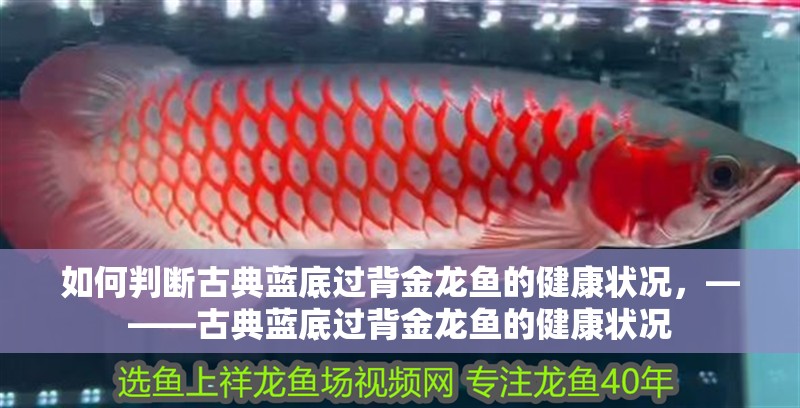 如何判斷古典藍底過背金龍魚的健康狀況，———古典藍底過背金龍魚的健康狀況