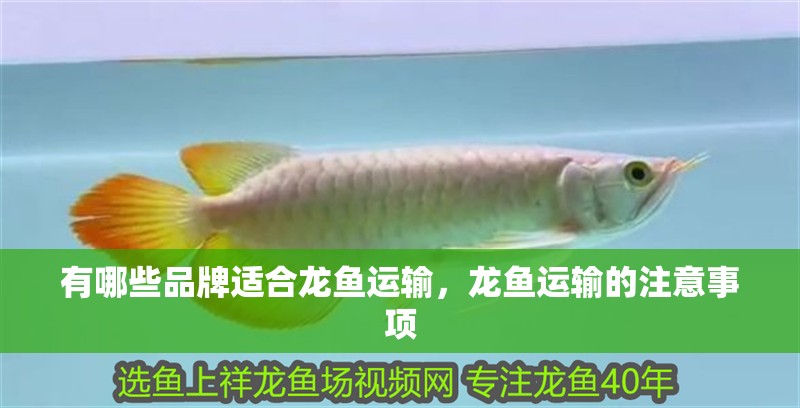 有哪些品牌適合龍魚運輸，龍魚運輸的注意事項
