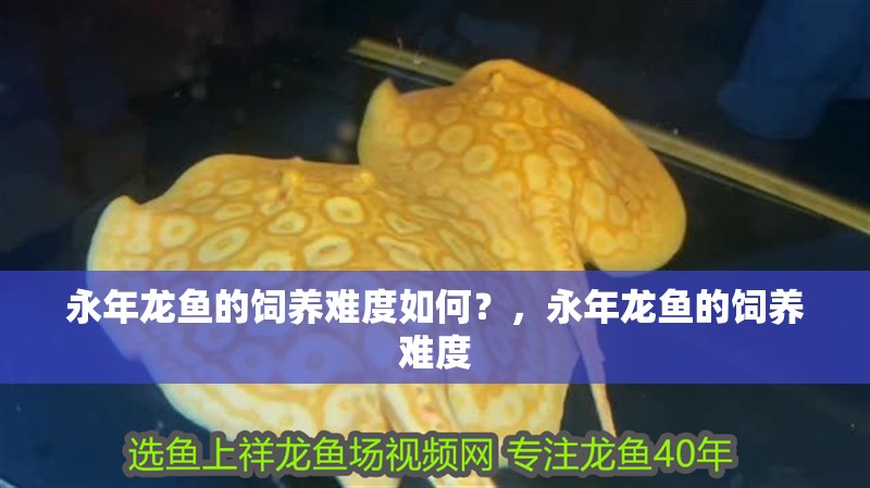 永年龍魚的飼養難度如何？，永年龍魚的飼養難度 永年龍魚的飼養難度如何？，永年龍魚的飼養難度 龍魚百科