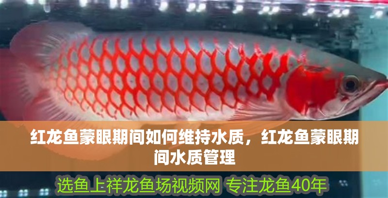 紅龍魚蒙眼期間如何維持水質(zhì)，紅龍魚蒙眼期間水質(zhì)管理