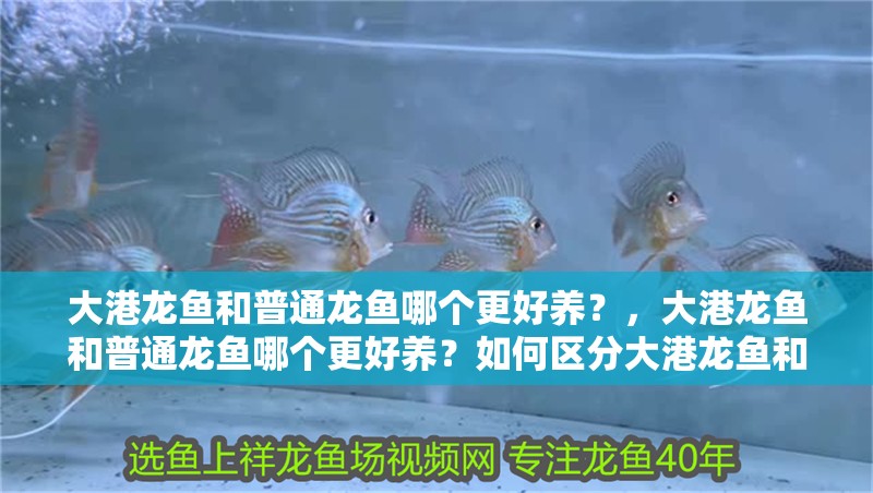 大港龍魚和普通龍魚哪個更好養？，大港龍魚和普通龍魚哪個更好養？如何區分大港龍魚和普通龍魚？