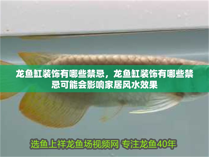龍魚缸裝飾有哪些禁忌，龍魚缸裝飾有哪些禁忌可能會影響家居風(fēng)水效果
