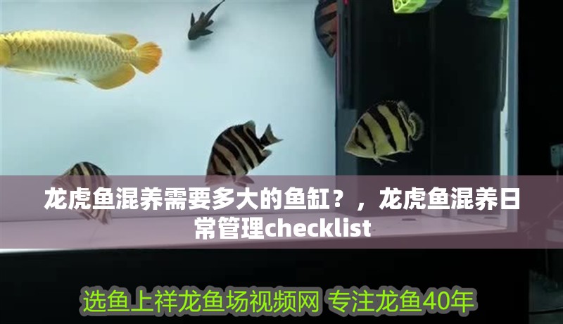 龍虎魚混養需要多大的魚缸？，龍虎魚混養日常管理checklist 龍虎魚混養需要多大的魚缸？，龍虎魚混養日常管理checklist 龍魚百科